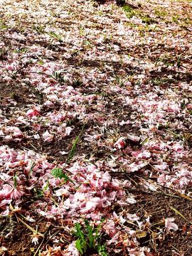 天王盖地虎虎044主播照片