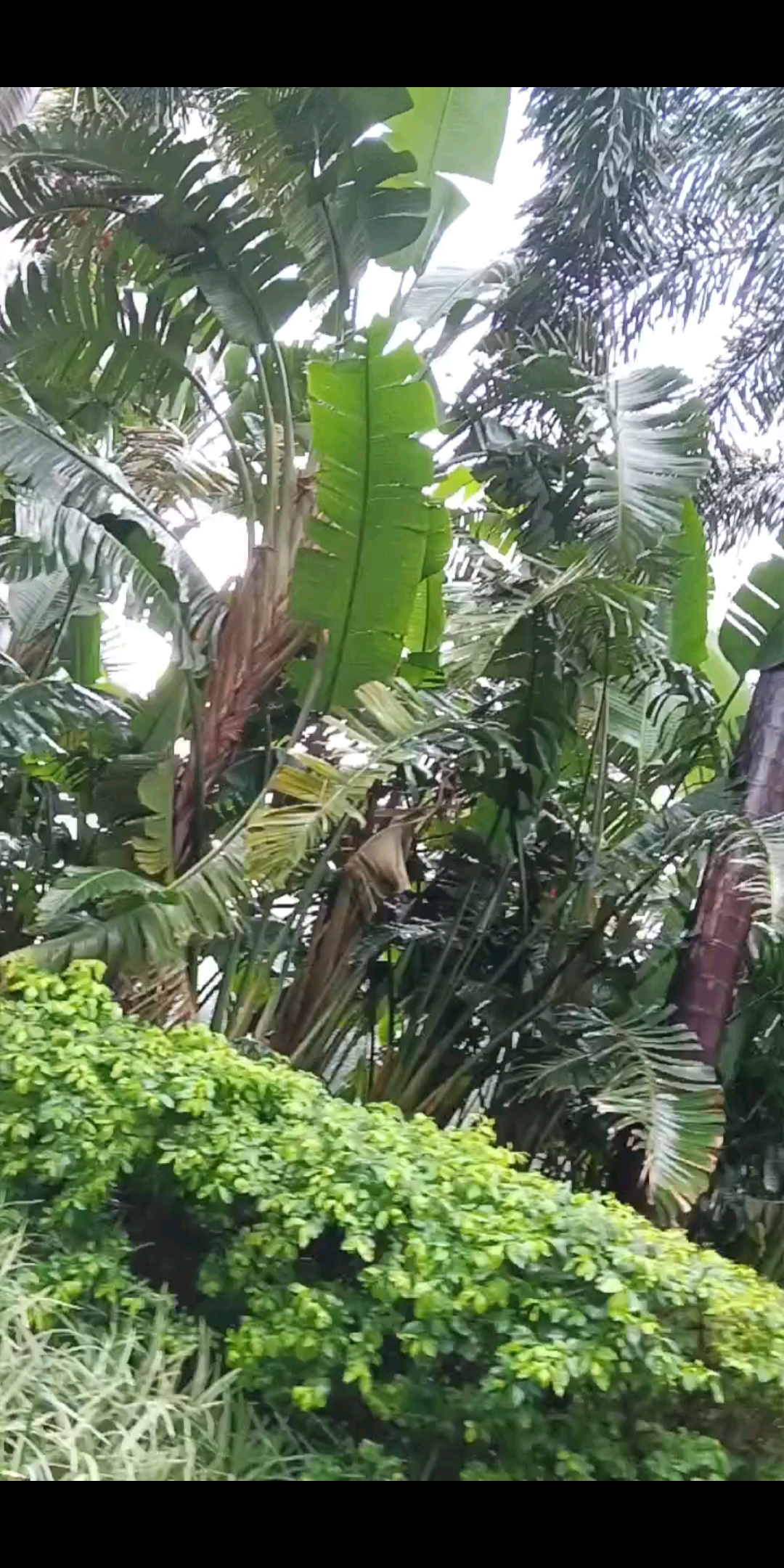 下雨了，我没伞