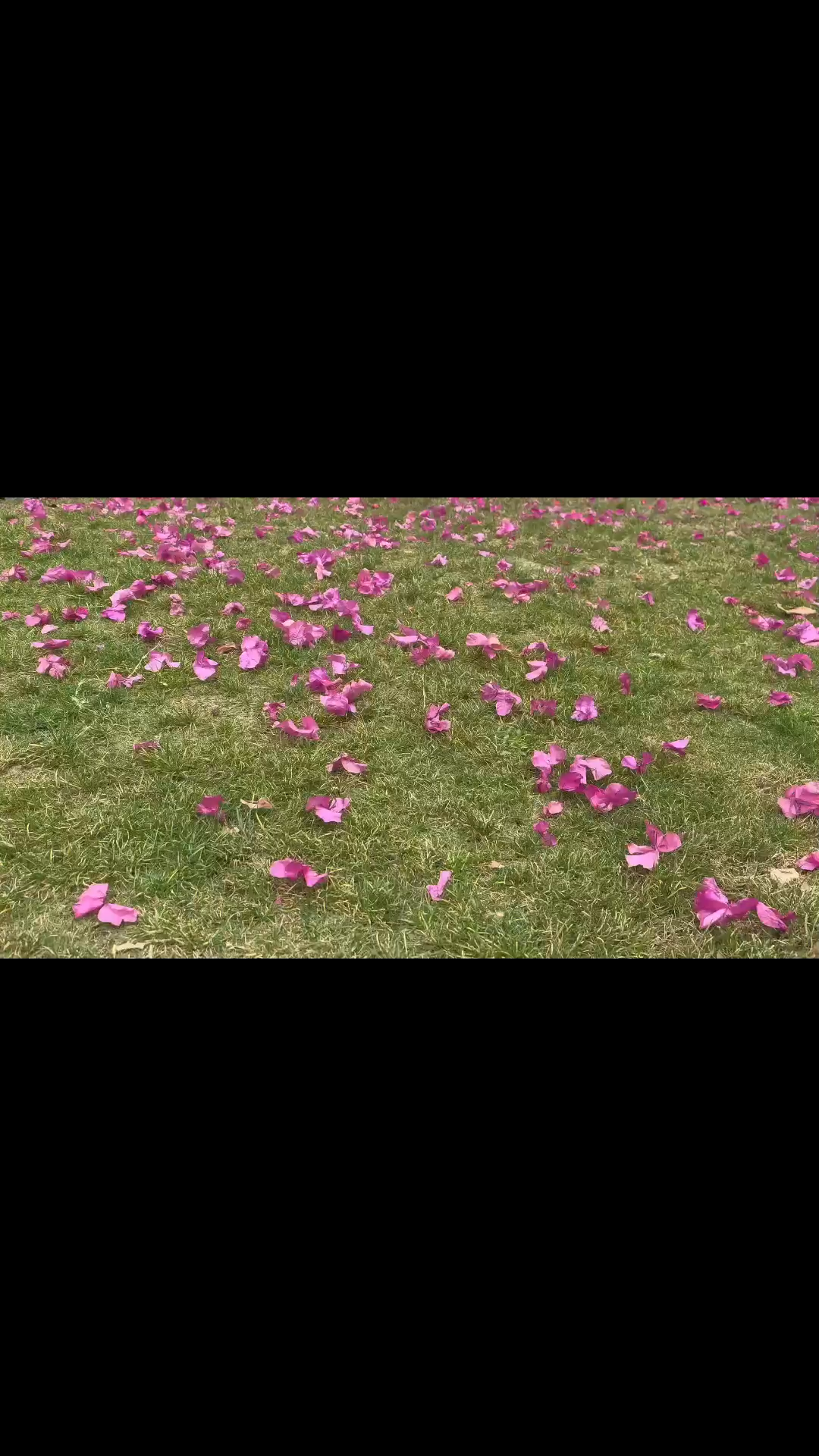 不争春，不悲秋，我的