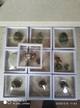 杀止若的图片