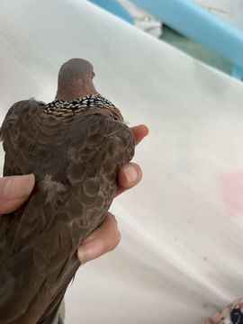宝莉吖的图片