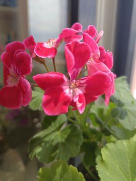 金麒麟安静唱歌🎵的图片
