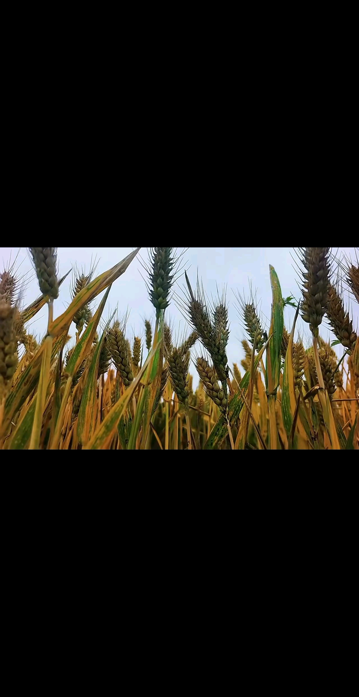 穗穗平安🌿