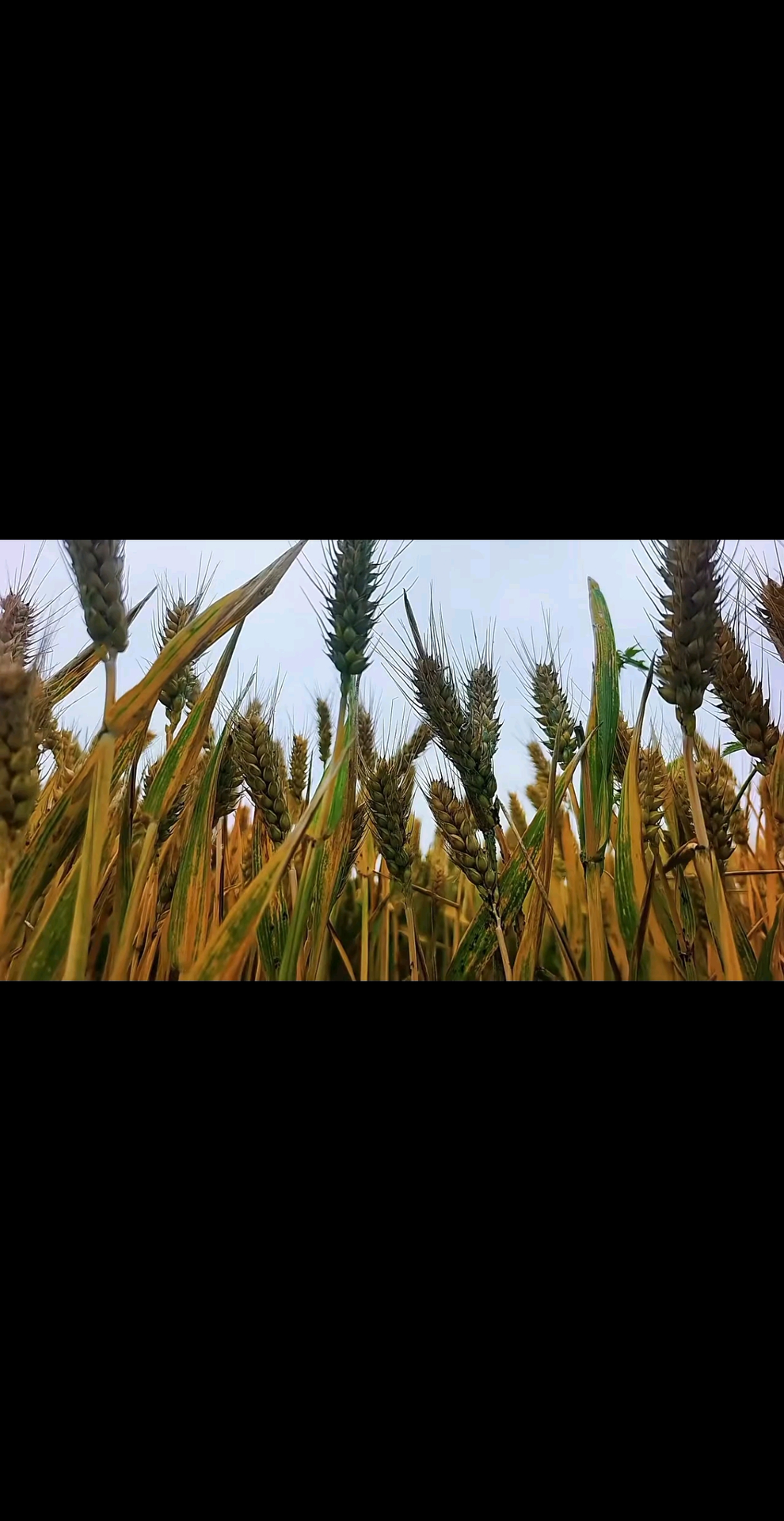 观看9次