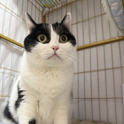 萌新大榴莲