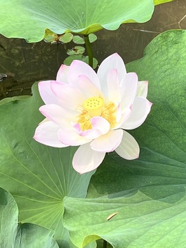 七克灵魂主播照片
