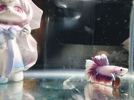 新人九万求百元的图片