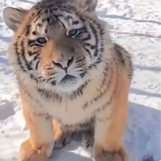 无情小猫咪