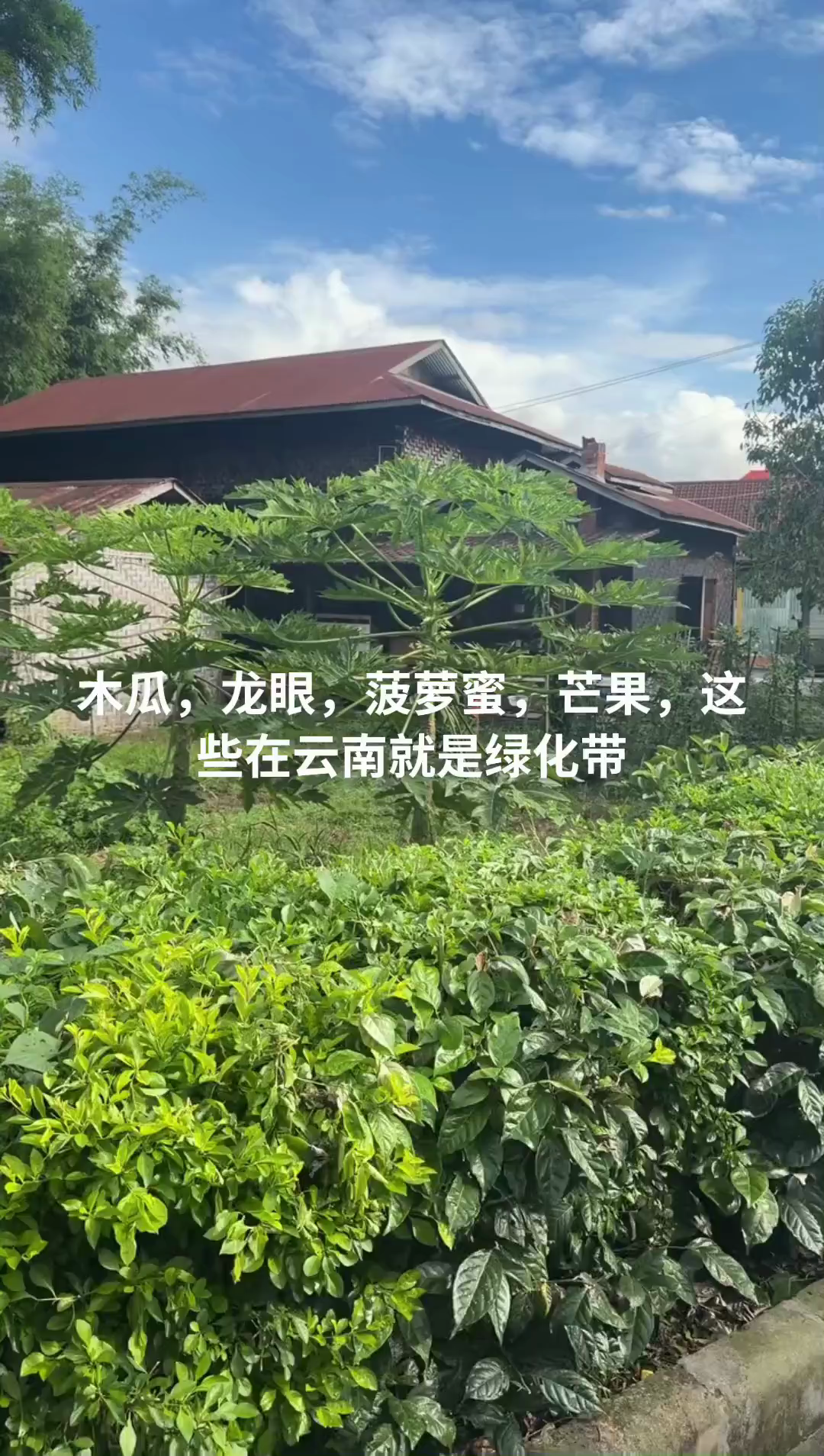 端午安康，绿艾悬门漆
