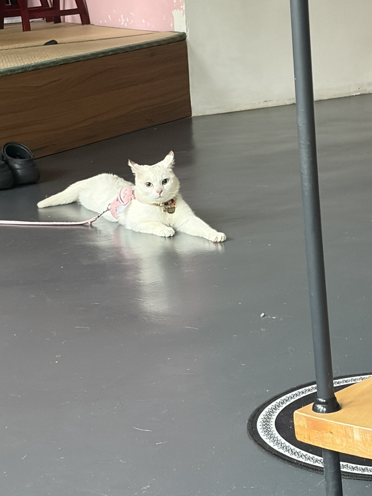 钱悦萌主🦄主播图片