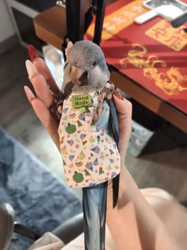❤️紫煊旺旺旺❤️主播照片