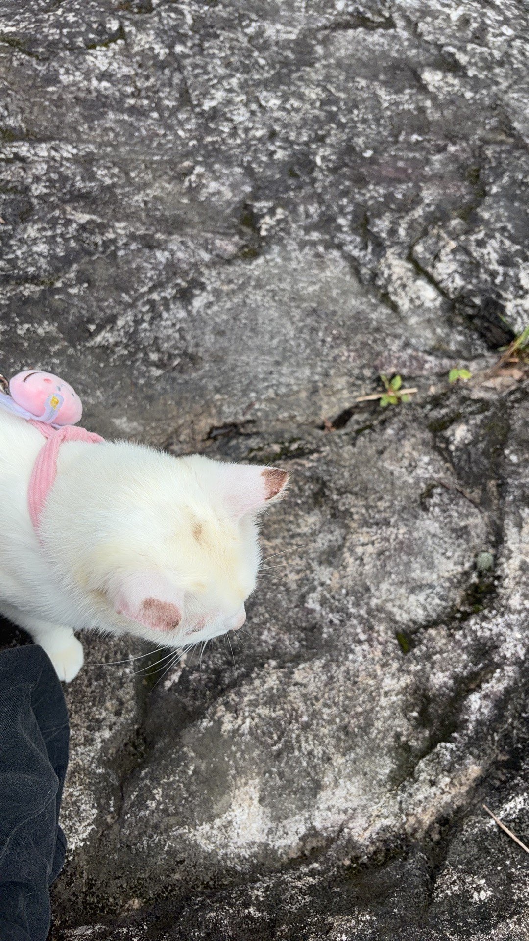 钱悦萌主🦄主播图片