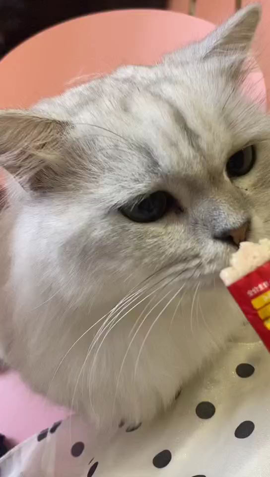 咪咪