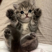 偷鱼罐头的猫🐱
