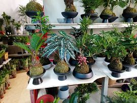 宝莉吖的图片