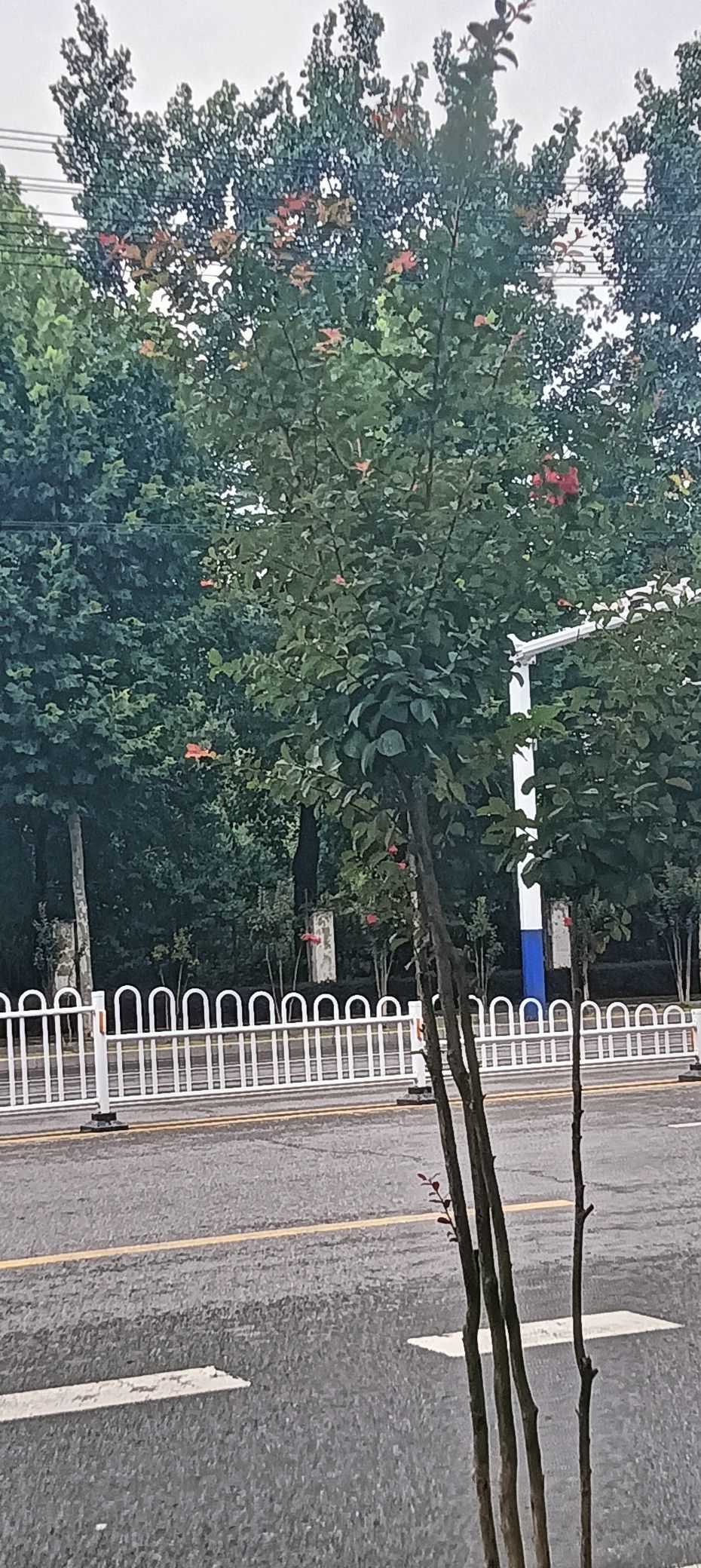 傲世_天下的主播照片