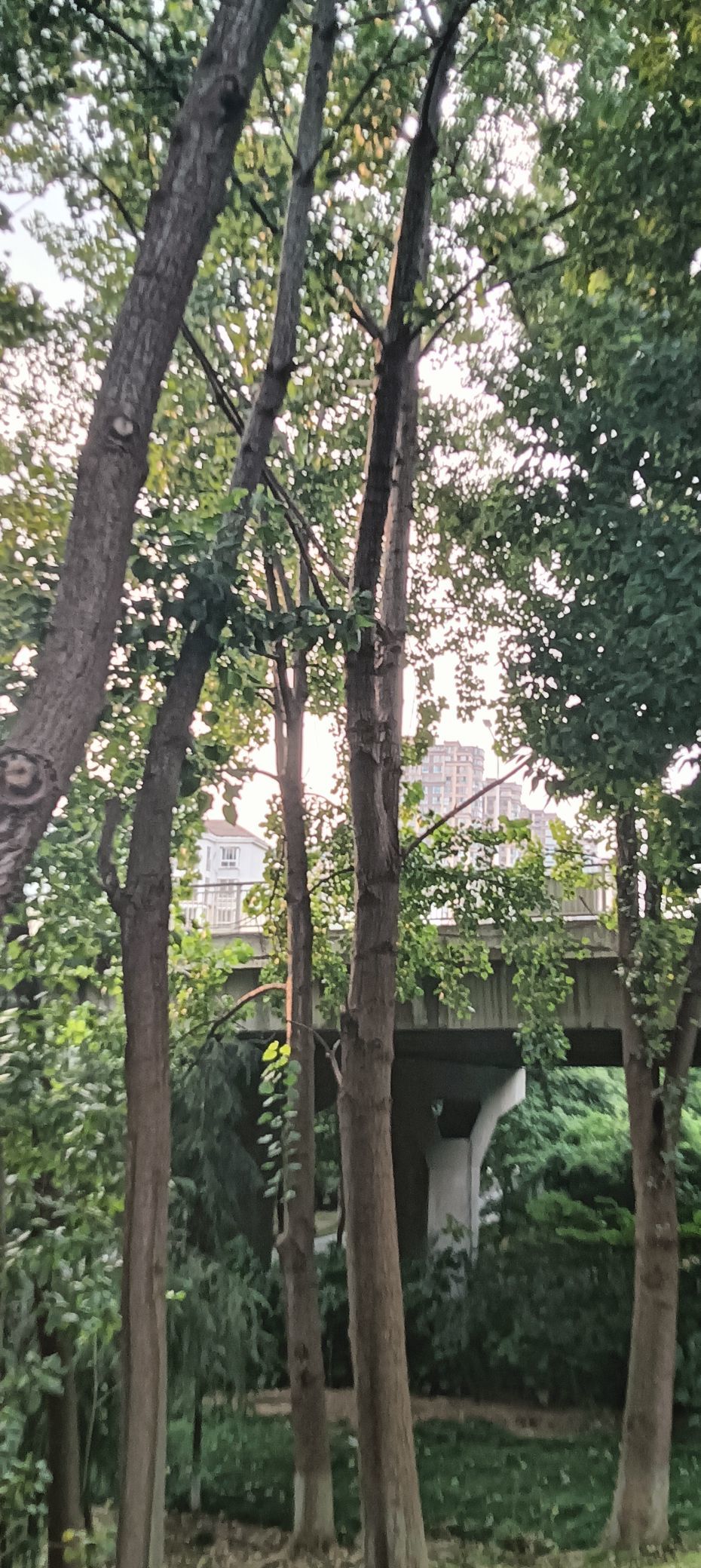 傲世_天下的主播照片