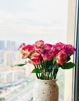 白Y鸭的图片