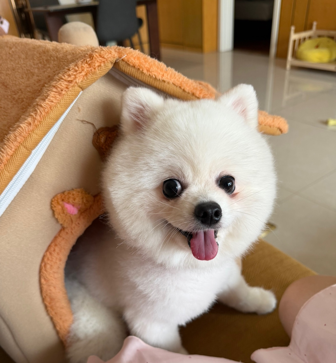 小董事爱唱歌主播图片