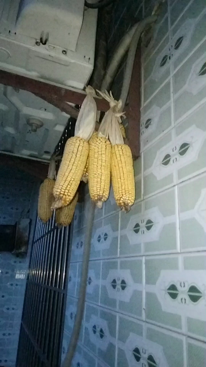 过冬的玉米