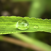 思郦C陌上花开