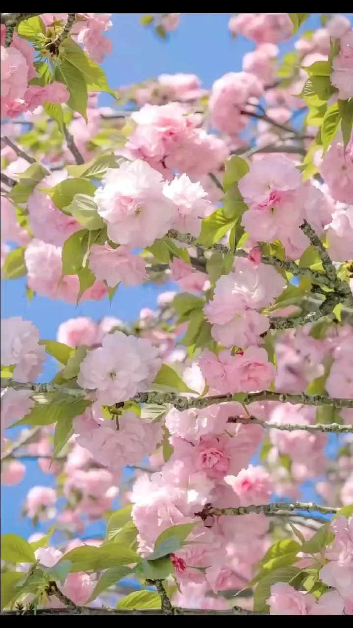 万紫千红总是春