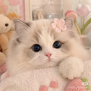 🍀小猫头像