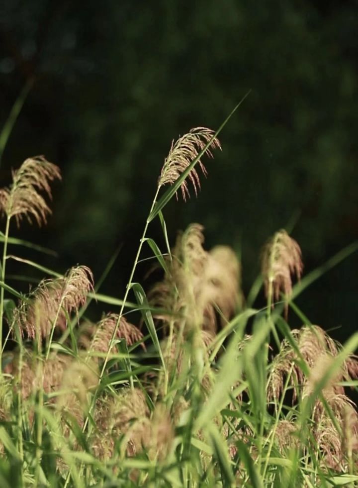 天王盖地虎虎044的主播照片