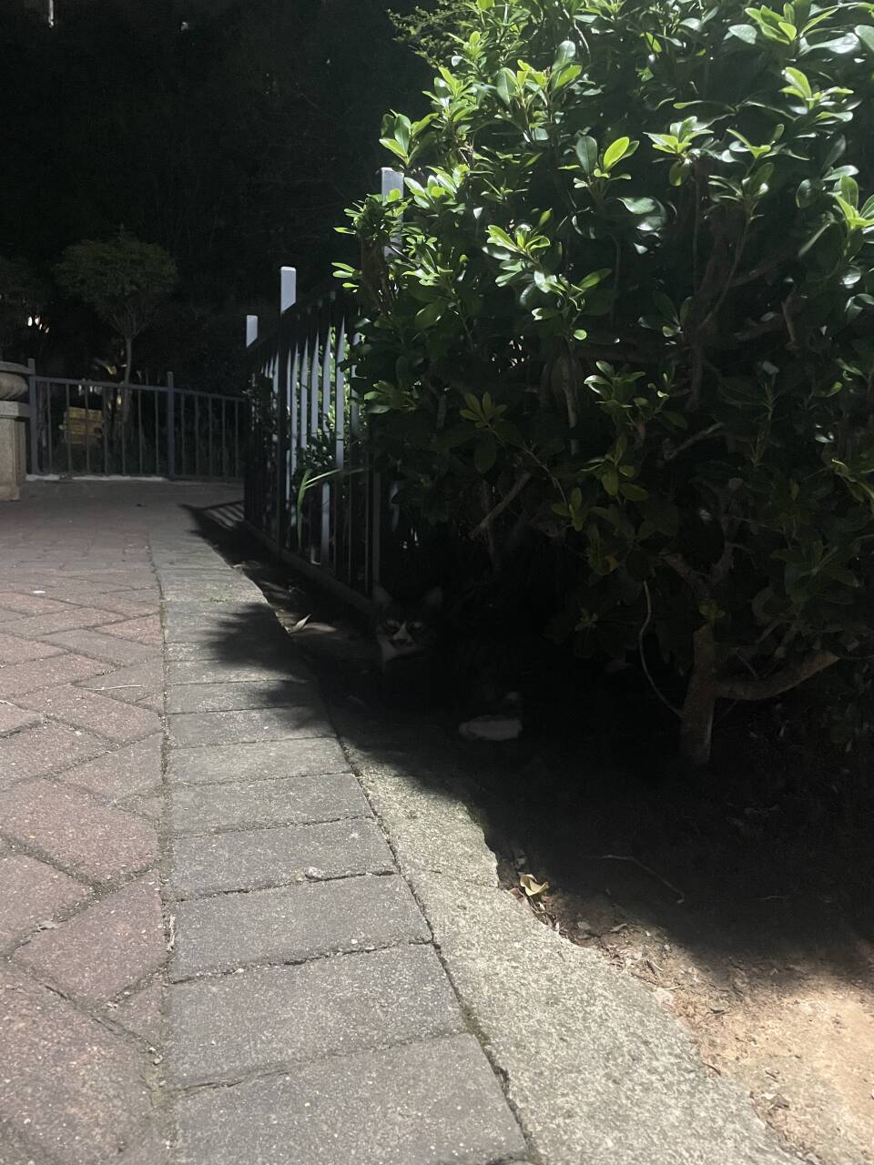 ღ柳柒柒昭禾见月✨主播图片
