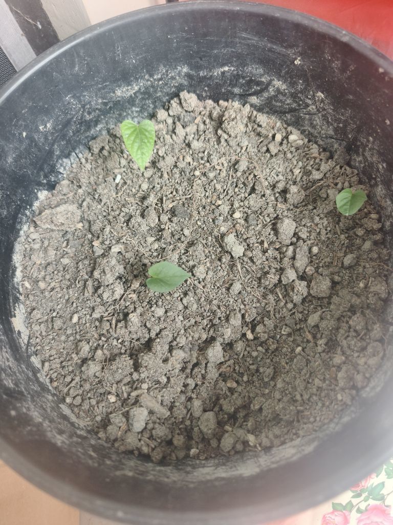 聆聴~好运相伴的主播照片