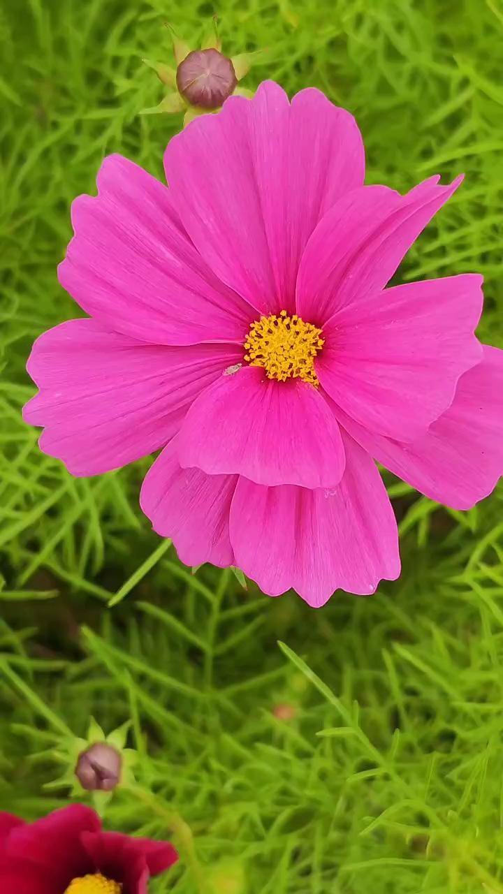 格桑花海，蚌埠津浦铁