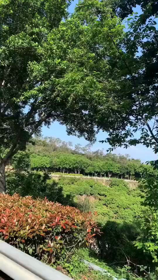 阳光明媚，溜达溜达