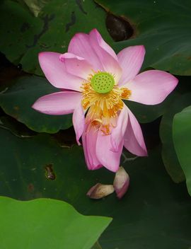 ♧索❤菲♧主播照片