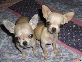 dd西北浪子主播照片