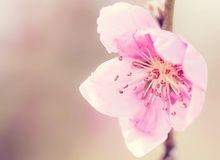 花凋零、风追寻。主播照片
