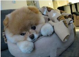 ╰ゝ嗨々你的奶瓶づ主播照片