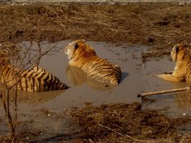 泪雨2010主播照片