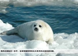 蓝色爱琴海白色钢琴主播照片
