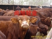 shangxumuy主播照片