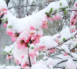 梅花似雪主播照片