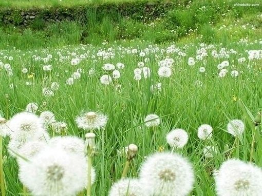 ゝ【小丫】、花刈的主播照片