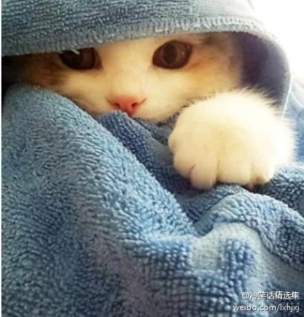 短腿喵(=^ω^=)的主播照片