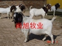 shangxumuy主播照片