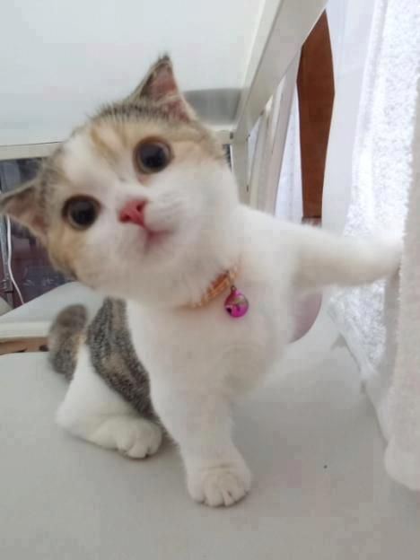 短腿喵(=^ω^=)的主播照片