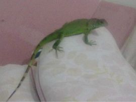 温妮吻你主播照片