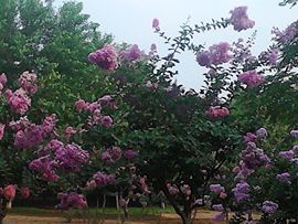 雨中丽人主播照片