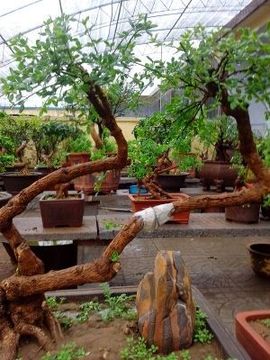 晨星闪耀主播照片