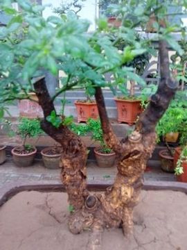 晨星闪耀主播照片