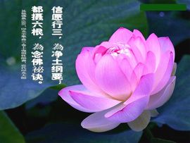 阿弥陀佛!主播照片