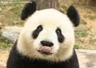 中国熊猫的主播照片